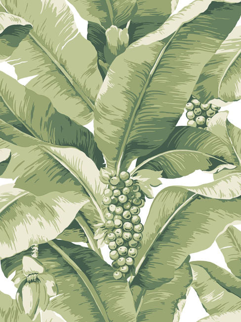 Paradisio Palm | White And Green